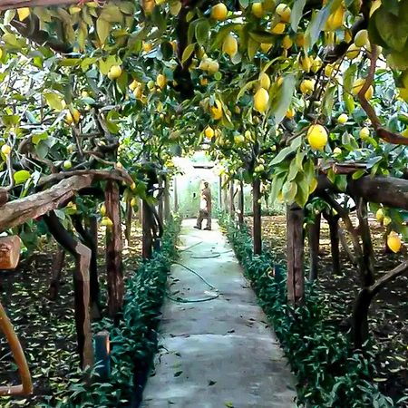 Limoneto Di Anna Villa Maiori Dış mekan fotoğraf