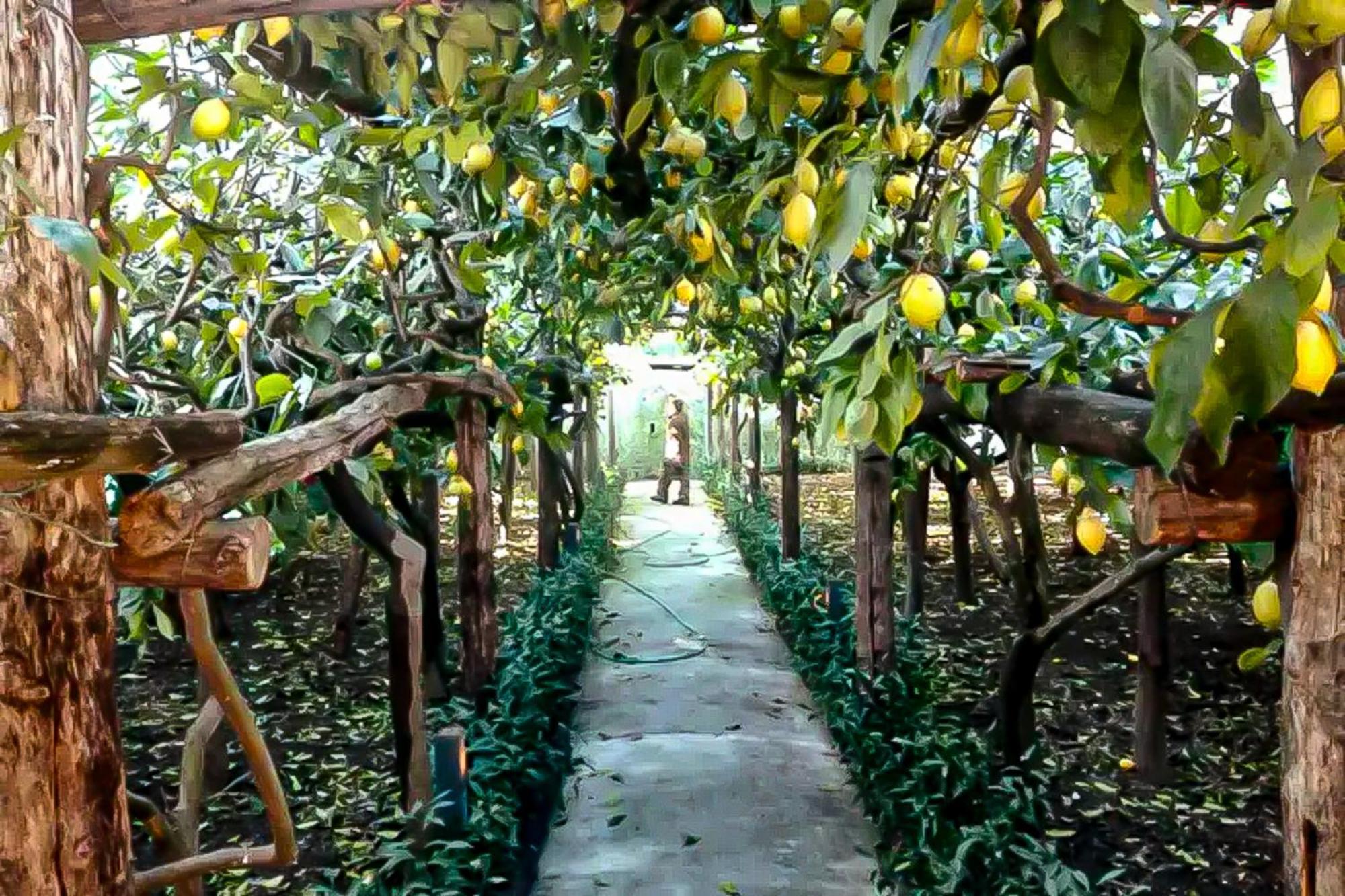 Limoneto Di Anna Villa Maiori Dış mekan fotoğraf